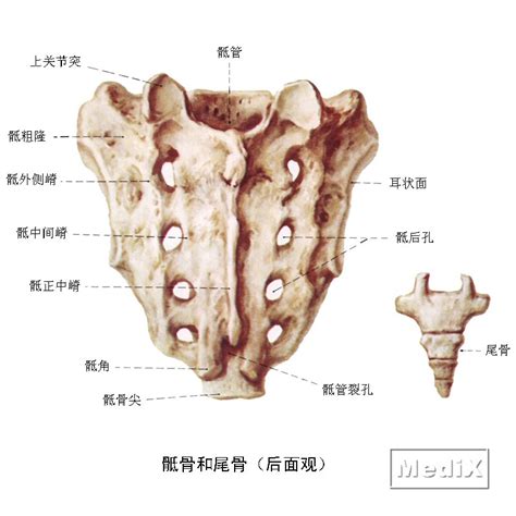 图8 骶骨与尾骨(前面观)-人体解剖学实验-医学