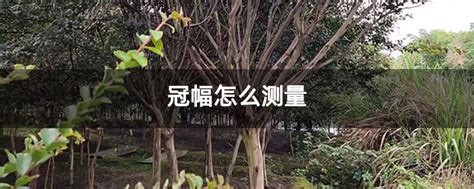冠幅怎么测量-种植技术-中国花木网