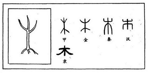木(汉字演变)_每日国学 - 宝宝吧