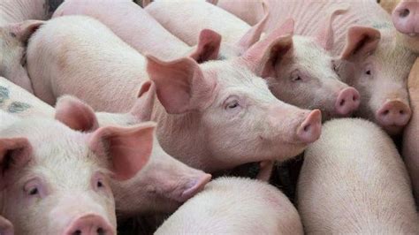 发改委最新数据：猪价较高点跌去35.7%!养猪头均利润创新低_行业动态_河南畜牧兽医信息网手机版