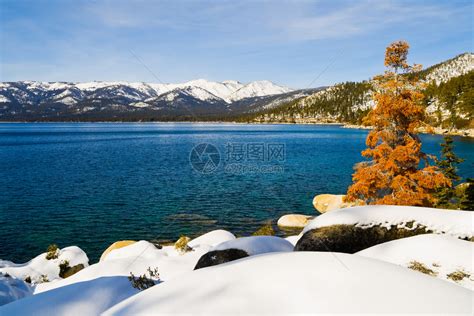 冬天太浩湖旁边的橘子树高清图片下载-正版图片507137592-摄图网