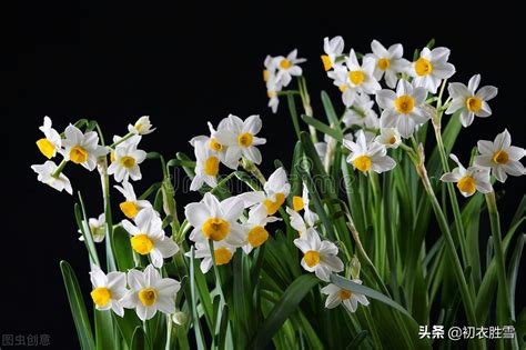 白色木桌上亮黄色水仙花的诗句高清图片下载-正版图片502838753-摄图网