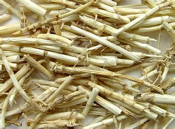 白茅根的功效与作用及食用方法 - 菜瓢谷
