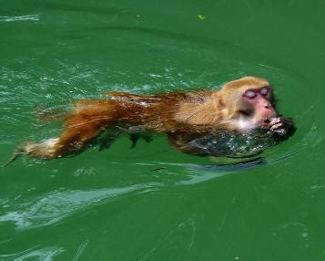 水猴子到底是“何方神物”为何连科学家都无法解释