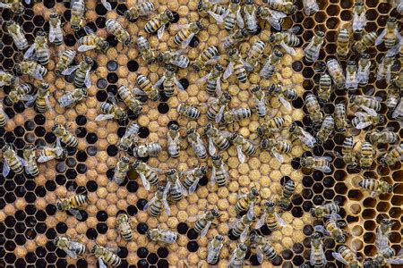 蜜蜂在巢门结团怎么回事？ - 养蜂技术 - 酷蜜蜂