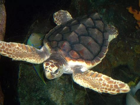 科技 _ 到2100年，93%的新生绿海龟可能是雌性！连海龟都"雌性化"，人类把地球怎么了