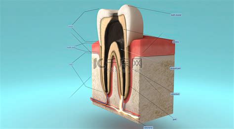 牙齿解剖图图片