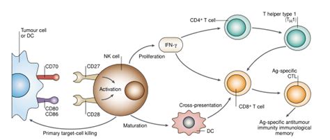 NK细胞治疗,NK细胞疗法,NK免疫细胞疗法,NK细胞是什么_全球肿瘤医生网