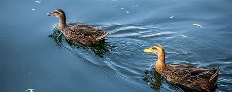 一个母鸭和一群小鸭子高清图片下载-正版图片501463242-摄图网
