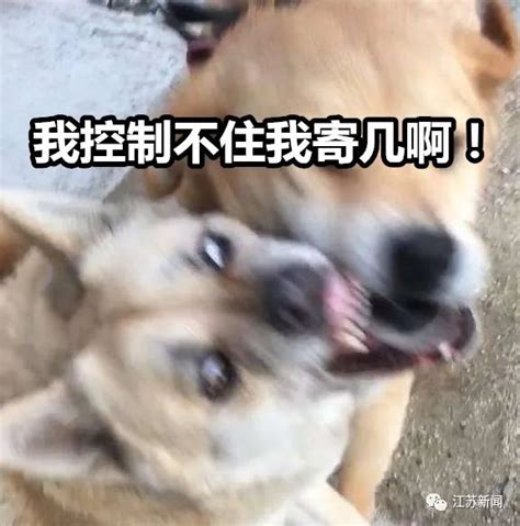 狗咬狗图片