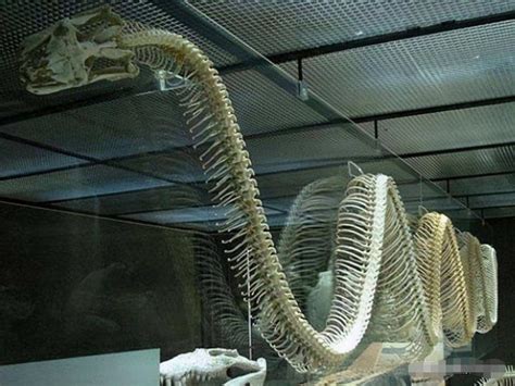 纪录片《超级巨蛇》：世界上最大的蛇体长超过19米！能轻松吞下一头牛_腾讯视频