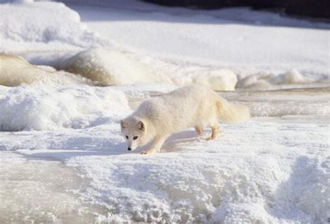 76天3605公里，一只北极狐的史诗般旅程，背后的真相令人心酸 | 宠物天空