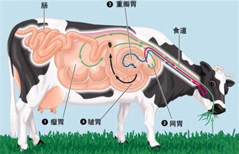 牛反刍的过程 牛反刍的过程示意图_生活百科