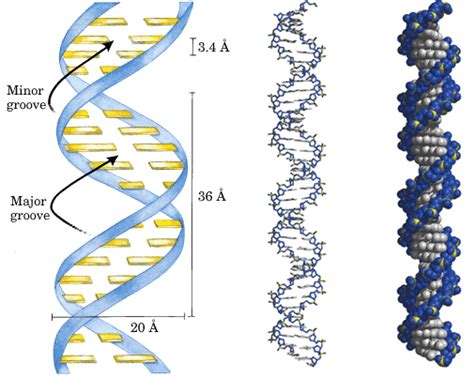 图 DNA 分子复制的示意图