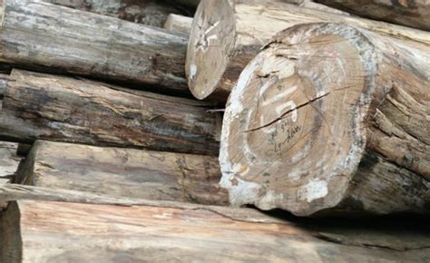 什么是乌金木，乌金木家具的优缺点-中国木业网