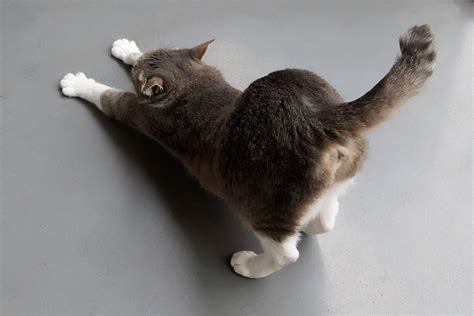 猫咪摇尾巴是什么意思？当猫咪的尾巴发出这几种信号，你要注意了！ - 知乎