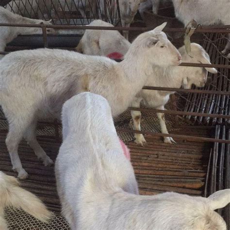 内蒙古黑山羊 活羊价格 活羊出售 通凯 黑山羊活羊批发交易市场