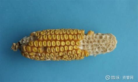 一根玉米，改变了中国历史
