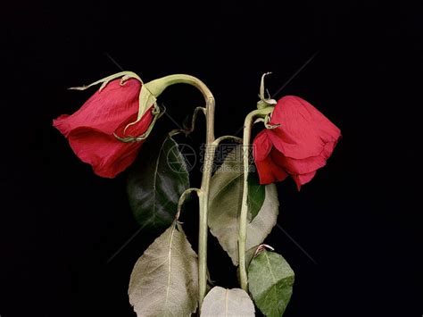 黑色背景上的一对枯萎的红玫瑰一束鲜花中的两朵枯萎的玫瑰概念高清图片下载-正版图片506339851-摄图网