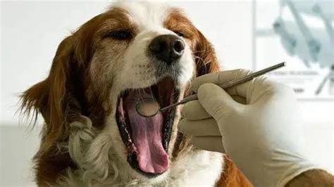 幼犬患细小病毒的前期的表现症状-百度经验