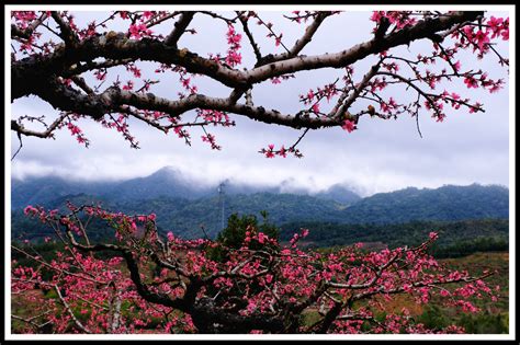 【等闲识得东风面，万紫千红总是春摄影图片】汉口风光摄影_太平洋电脑网摄影部落