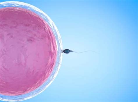 精子卵子相遇图图片素材-正版创意图片400198369-摄图网