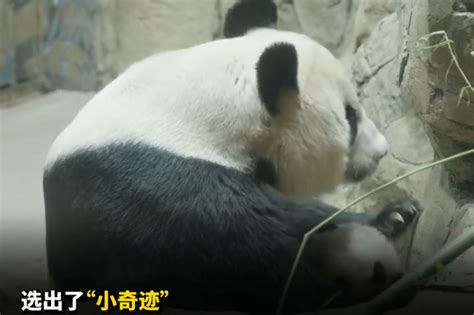 成都：14只新生熊猫宝宝齐亮相_旅游频道_凤凰网