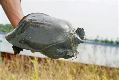 难得一见的“打甲鱼”绝活，在练塘这里可以见到啦_时政_新民网