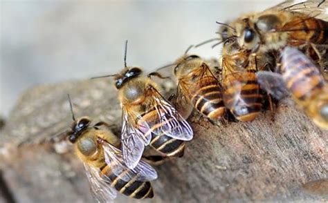 野蜂蜜的功效与作用-农百科