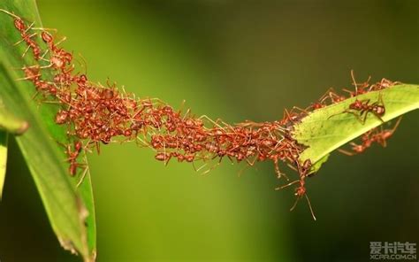 蚂蚁齐心协力搬运食物图片下载 - 觅知网