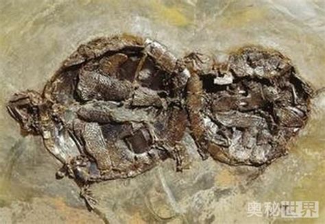 考古学家发现史乌龟动物 化石处于交配状态- 历史故事_赢家娱乐
