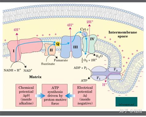 一份葡萄糖到底生成多少份ATP？简单考题背后的复杂科学 - 知乎