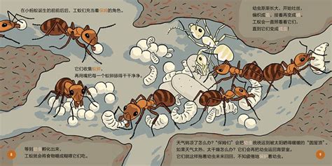 蚂蚁的分类和分工图片,蚂蚁的分类_大山谷图库