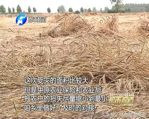 “烂场雨”后，河南小麦抢收战|收割机|小麦|河南省_新浪新闻