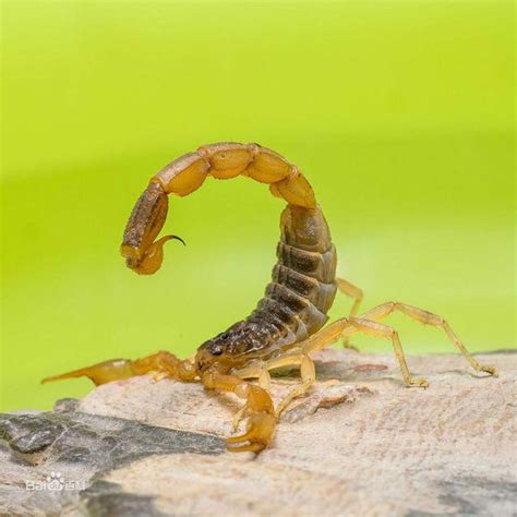 这是什么品种的蝎子？