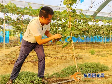 未来可期！道滘致力打造现代都市农业！-广东省农业农村厅网站