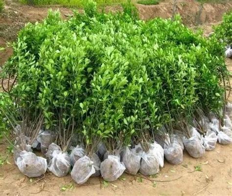 苗木销售-北京路然园林绿化工程有限公司