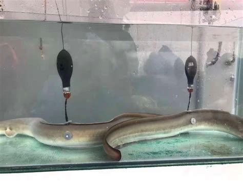 七鳃鳗鱼,巨型七鳃鳗,七鳃鳗鱼图片_大山谷图库