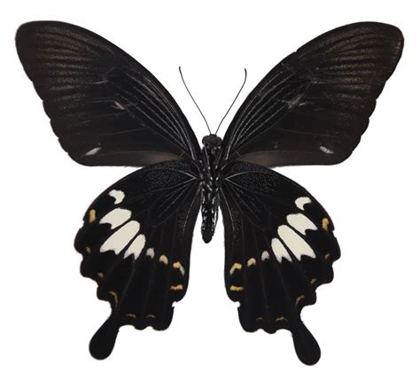 宽带美凤蝶 Papilio nephelus - 物种库 - 国家动物标本资源库