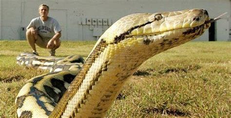 神秘巨蛇现身马来西亚 远古最可怕的三大巨蛇_华夏智能网