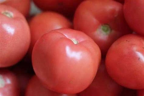 西红柿膨果期怎么样施肥才能高产-农百科