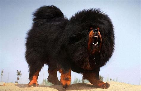世界十大凶犬，第一比藏獒凶，斗牛梗上榜_排行榜123网