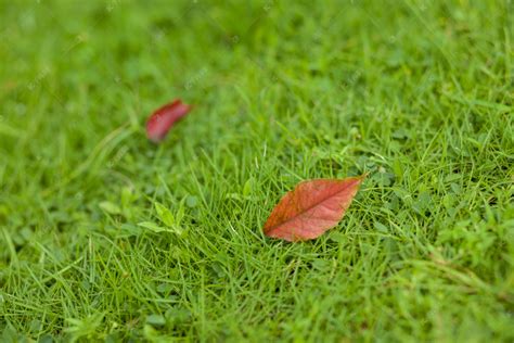 秋天的草地高清图片下载-正版图片502391715-摄图网