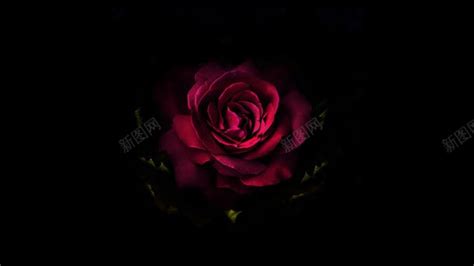 黑暗里的红玫瑰背景图背景图片免费下载-素材7NzkVgPek-新图网