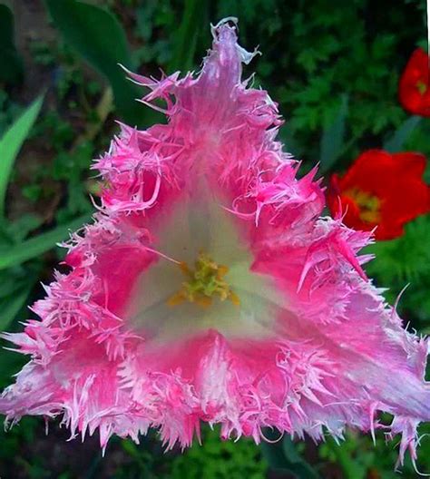 奇异花图片