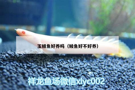 好久未发帖了上个最近水草缸图吧 - 大日玉鲭鱼 - 广州观赏鱼批发市场