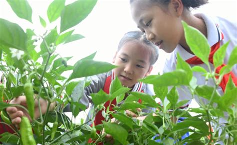 播种希望 收获快乐-----大溪小学幼儿园开展快乐种植活动