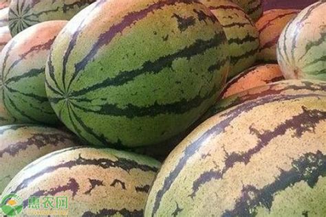 2022年7月1日全国产区西瓜价格汇总 - 水果行情 - 绿果网