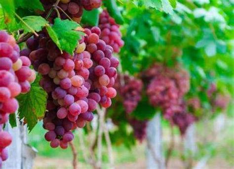 葡萄、常见水果葡萄的功效与作用有哪些？ - 葡萄 - 蛇农网