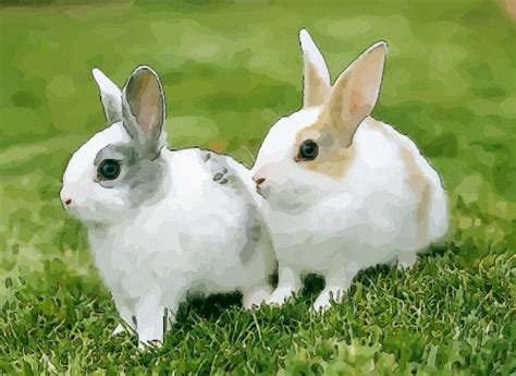 属兔和什么属相是最佳婚配同年龄，属兔1987年4月25号的和什么属相相